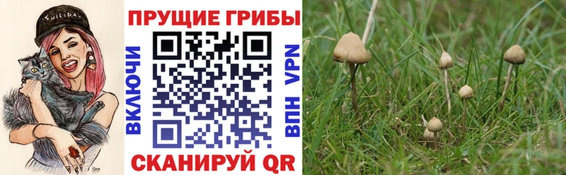 kraken ссылки Терек Галлюциногенные грибы Magic Shrooms где найти